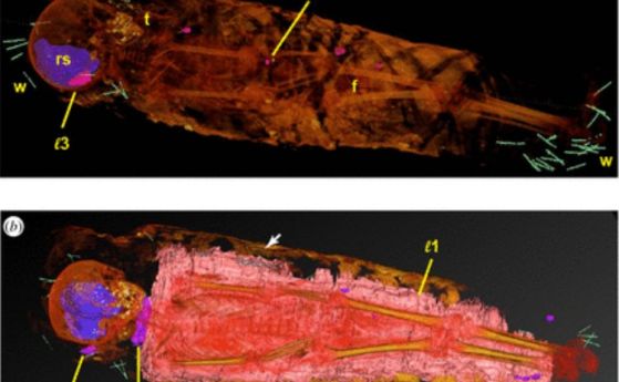 Ново сканиране на древноегипетска мумия разкрива неочаквани детайли