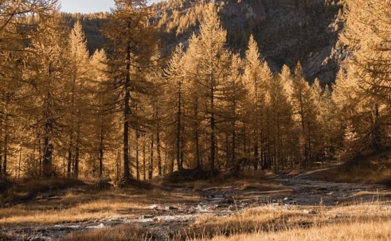 Застрашени горски иглолистни местообитания в България