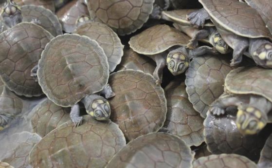 Рядко „костенурково цунами“ е заснето от природозащитници (видео)