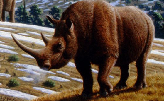 Изключително добре запазен вълнест носорог е открит в Сибир (видео)