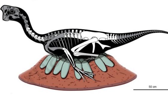 Открит е първият фосил на нелетящ динозавър, запазен в позата, в която мъти яйцата си