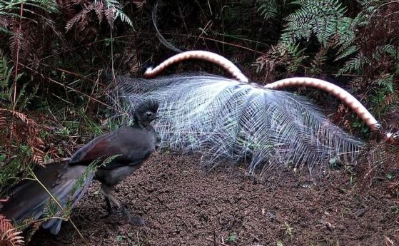 Птиците Лира имитират звуци, за да подлъжат женските да се чифтосат с тях (видео)