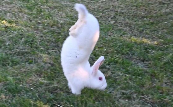 Един дефектен ген може да накара зайците да ходят на предни лапи, вместо да скачат (видео)