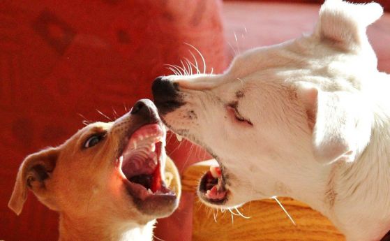 Открити са факторите за агресивното поведение на кучетата