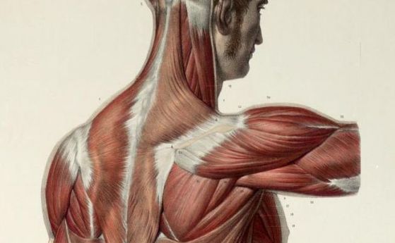 Изследване показва засилване на регенерацията на мускулите и възстановяване на тъканта