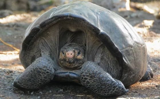 В Галапагос е намерена изчезнала гигантска костенурка от над 100 години