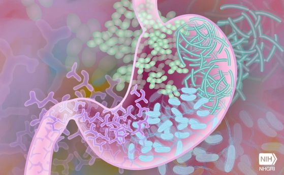 Еволюцията на бактериите в микробиома на човешките черва