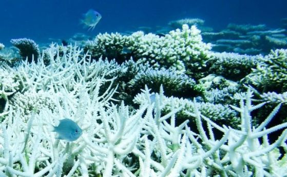 Учени твърдят, че колапсиращата екосистема на океана ще унищожи човечеството за 25 години