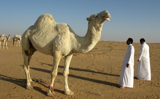 Тайните на камилите за пестене на вода