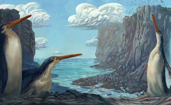 Ученици от Нова Зеландия откриха нов вид древен гигантски пингвин