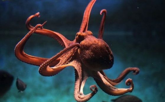 Октоподи, калмари и омари са признати за съзнателни същества във Великобритания (видео)