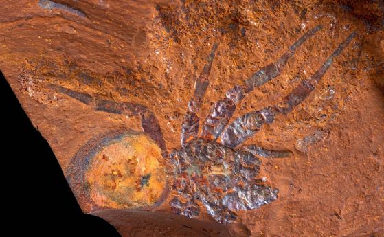 Животът в „мъртвото“ сърце на Австралия: Открито е находище на невероятно запазени фосили