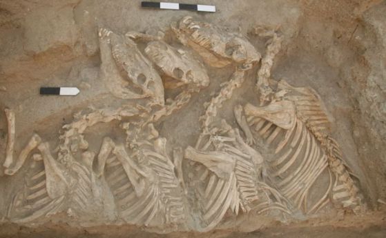Открити са първите биоинженерни хибридни животни - в древна Месопотамия
