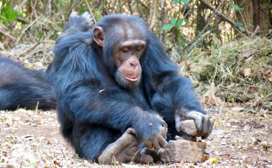Шимпанзетата се учат от другите в своята група, подобно на хората