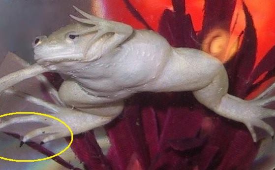 Регенериран е ампутиран крак на жаба с коктейл от пет лекарства