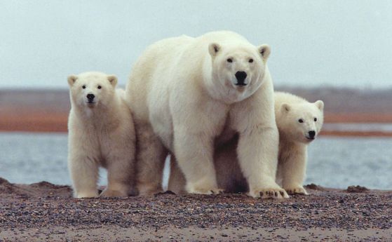 Днес е Международният ден на полярната мечка