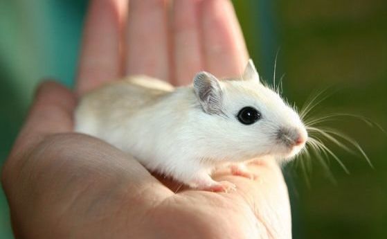 Терапия за клетъчно подмладяване безопасно обръща признаците на стареене при мишки