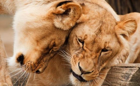 Терапия с "хормон на любовта" може да направи лъвовете по-дружелюбни (видео)