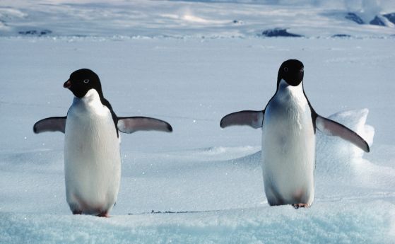 Пингвини на Адели