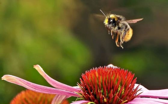 Как лети пчелата и митът за нейния полет