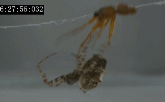 Паяците се катапултират, за да не се превърнат в храна на техния партньор (видео)
