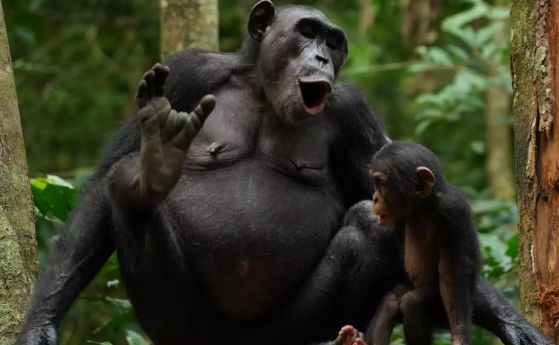 5000 записи на гласове на шимпанзета разкриват език, за който не знаехме (видео)