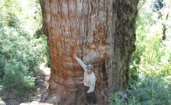 Рекордът за "най-старо дърво в света" има нов претендент в Чили. Дърво, по-старо от писмеността (видео)