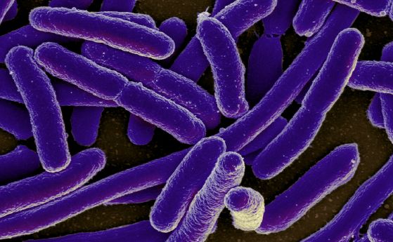 бактерии Escherichia coli