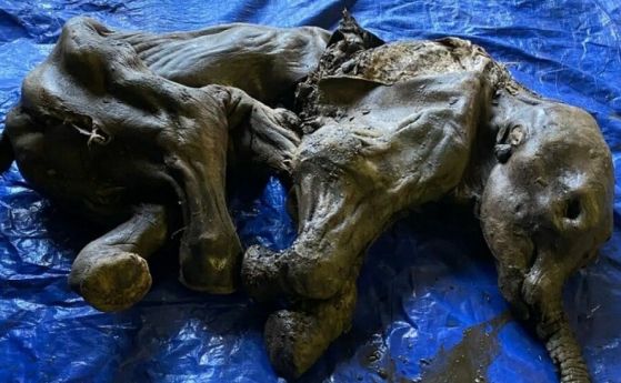 30 000-годишно бебе мамут е намерено перфектно запазено в златните находища в Клондайк