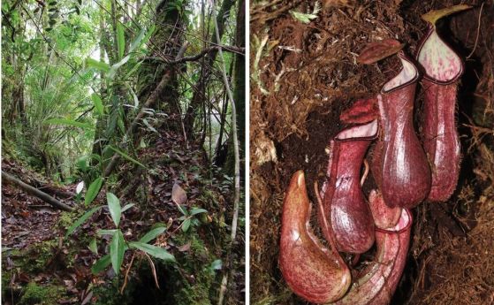 Nepenthes pudica - нов вид месоядно растение, което прави подземни капани