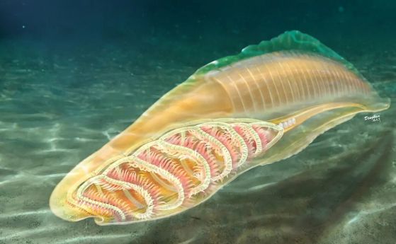 Това водно същество е най-древният известен роднина на всички гръбначни
