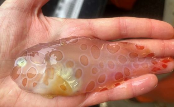 Странна полупрозрачна желеобразна риба е извадена от ледените дълбини в Аляска