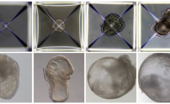 Без яйцеклетка, сперма или утроба е създаден синтетичен ембрион (видео)