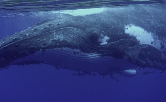 Китовете имат общи предци с хипопотамите, които са виждали в тъмни води (видео)