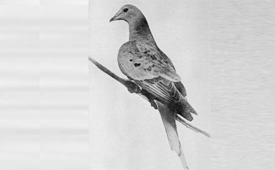 На тази дата умира последният известен странстващ гълъб