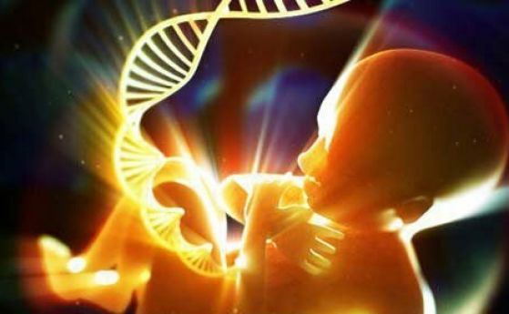 Проучване установи, че техниката за ембриони от трима родители е безопасна (видео)