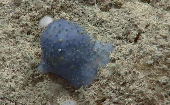 Странен син организъм, забелязан в Карибско море, остава загадка (видео)