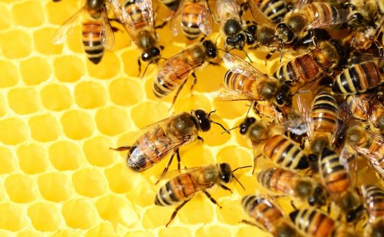 Продължителността на живота на пчелите сега е с 50% по-малка, отколкото преди 50 години