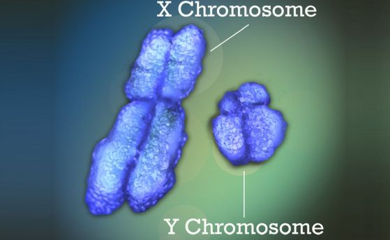 Бъдещето без Y хромозомата е възможно, казват учени
