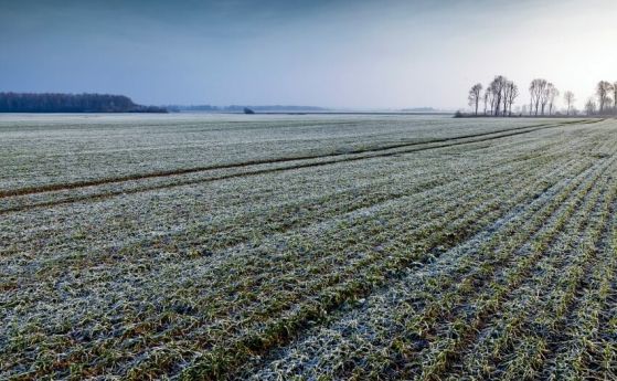 Устойчиви ли са добивите при зимните житни култури на климатични промени?