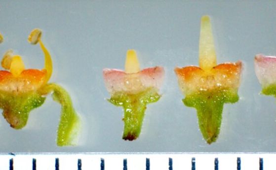 Каузонис - първото растение, което може да променя многократно цвета на цветовете си (видео)