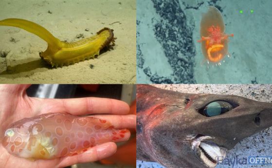 10 странни дълбоководни същества, открити през 2022 г.