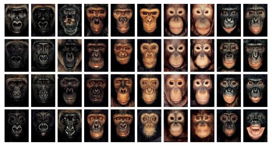 Очите на маймуните