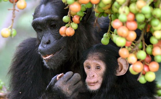 Възрастна женска и малко шимпанзе, хранещи се със смокини