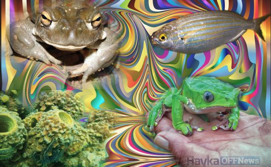 Оближи жаба и може да видиш принца! 5 животни, предизвикващи халюцинации