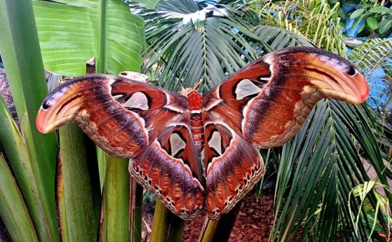  най-голямата пеперуда в света Атлас