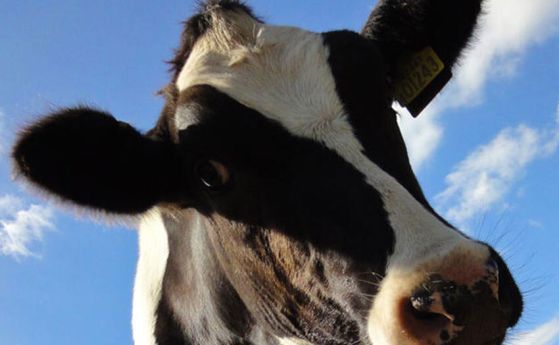 Открит е нетипичен случай на болестта „луда крава“ в САЩ