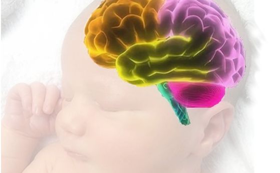 Синдромът на внезапната детска смърт може частично да се дължи на намалено свързване на невротрансмитера серотонин с рецепторите в долната част на мозъчния ствол