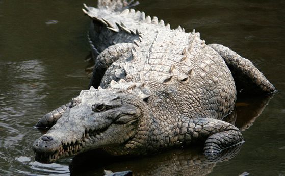Американски крокодил (Crocodylus acutus)