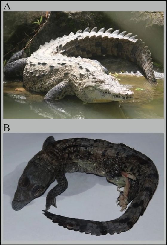 партеногенеза крокодил